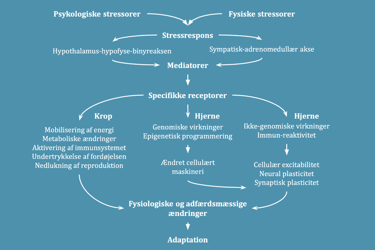 Stresssystemet illustration